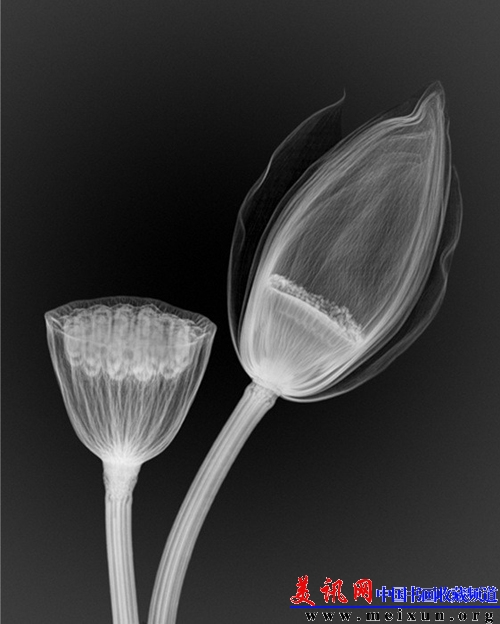 12474723_31n .jpg